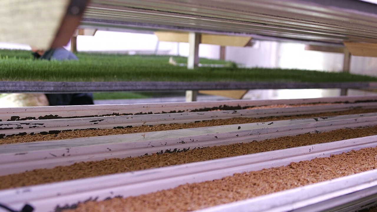 Jual Weigh Feeder Conveyor Akurasi Tinggi – Gratis Konsultasi